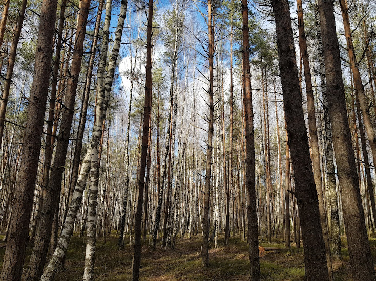 Forest