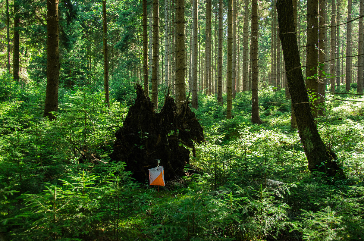 Rootstock