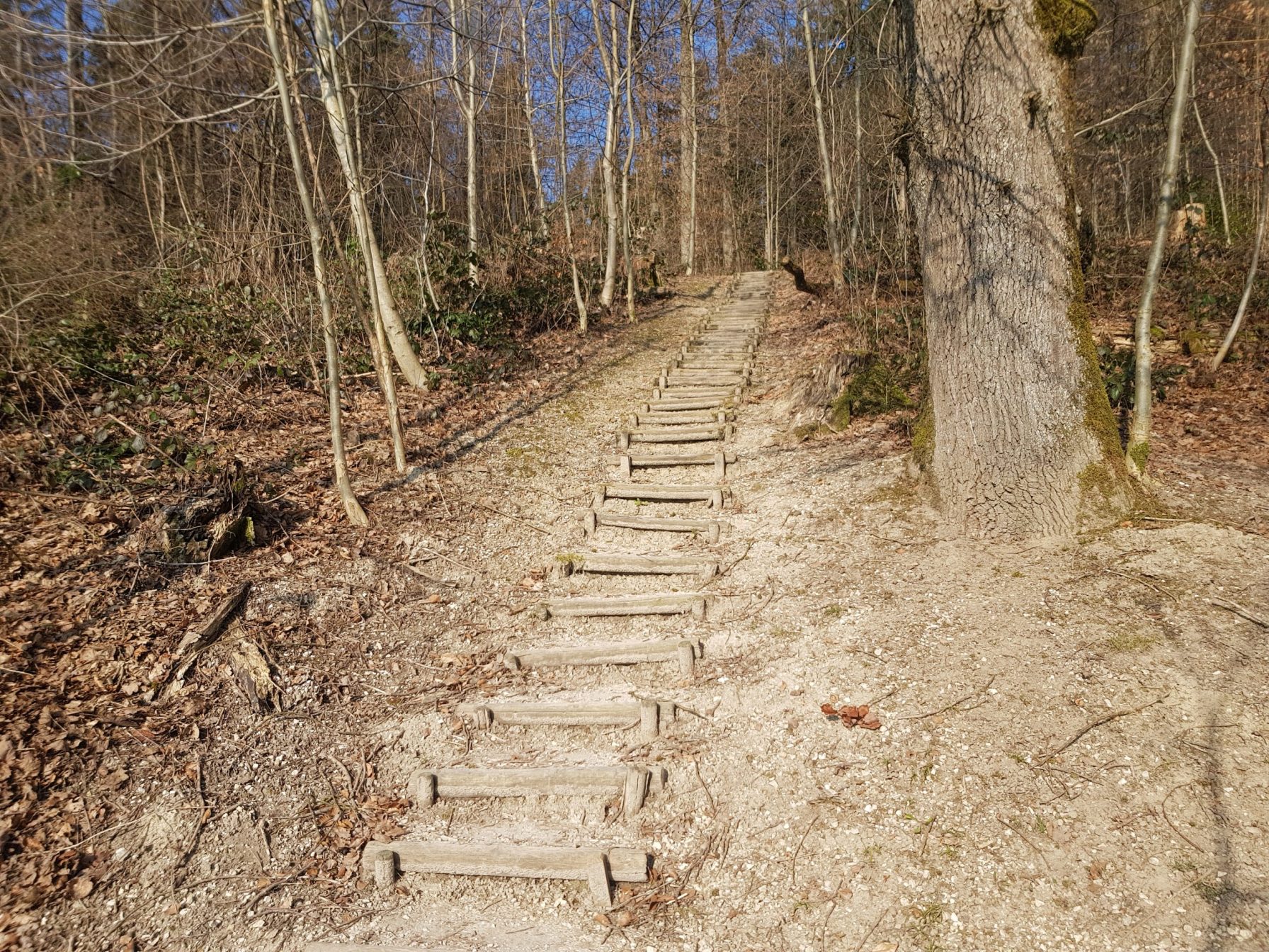 532 Stairs in Forest