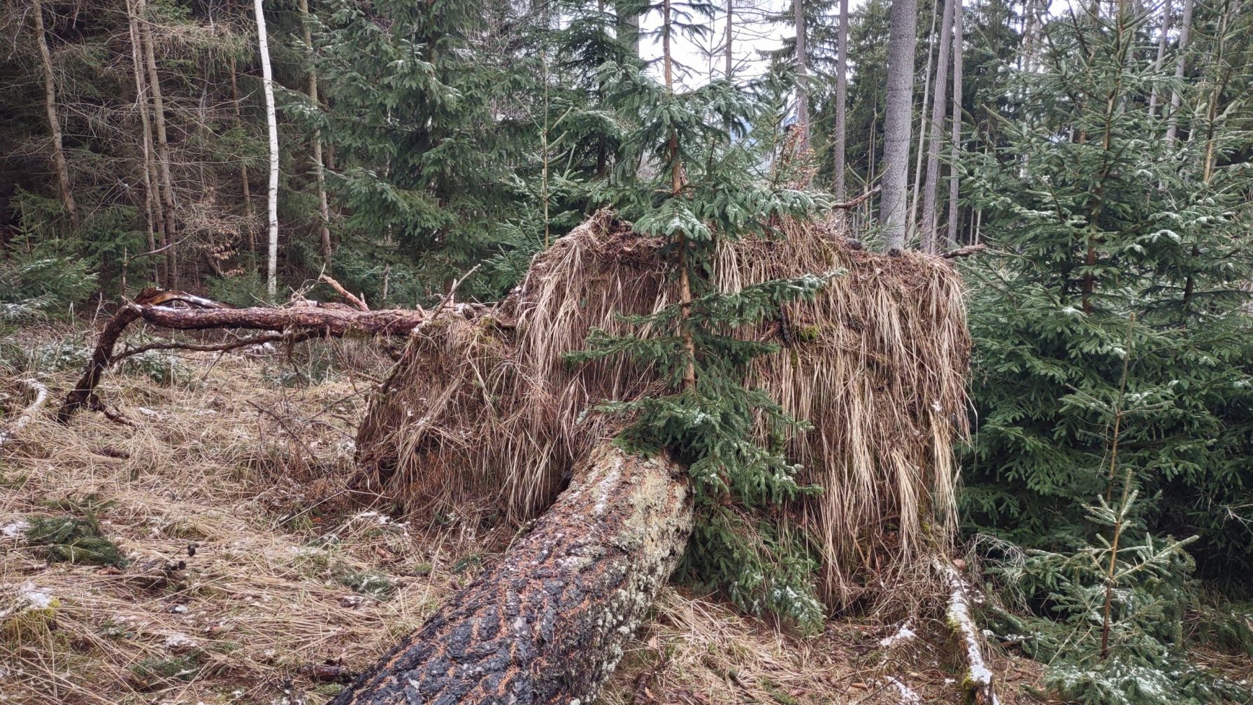 Rootstock
