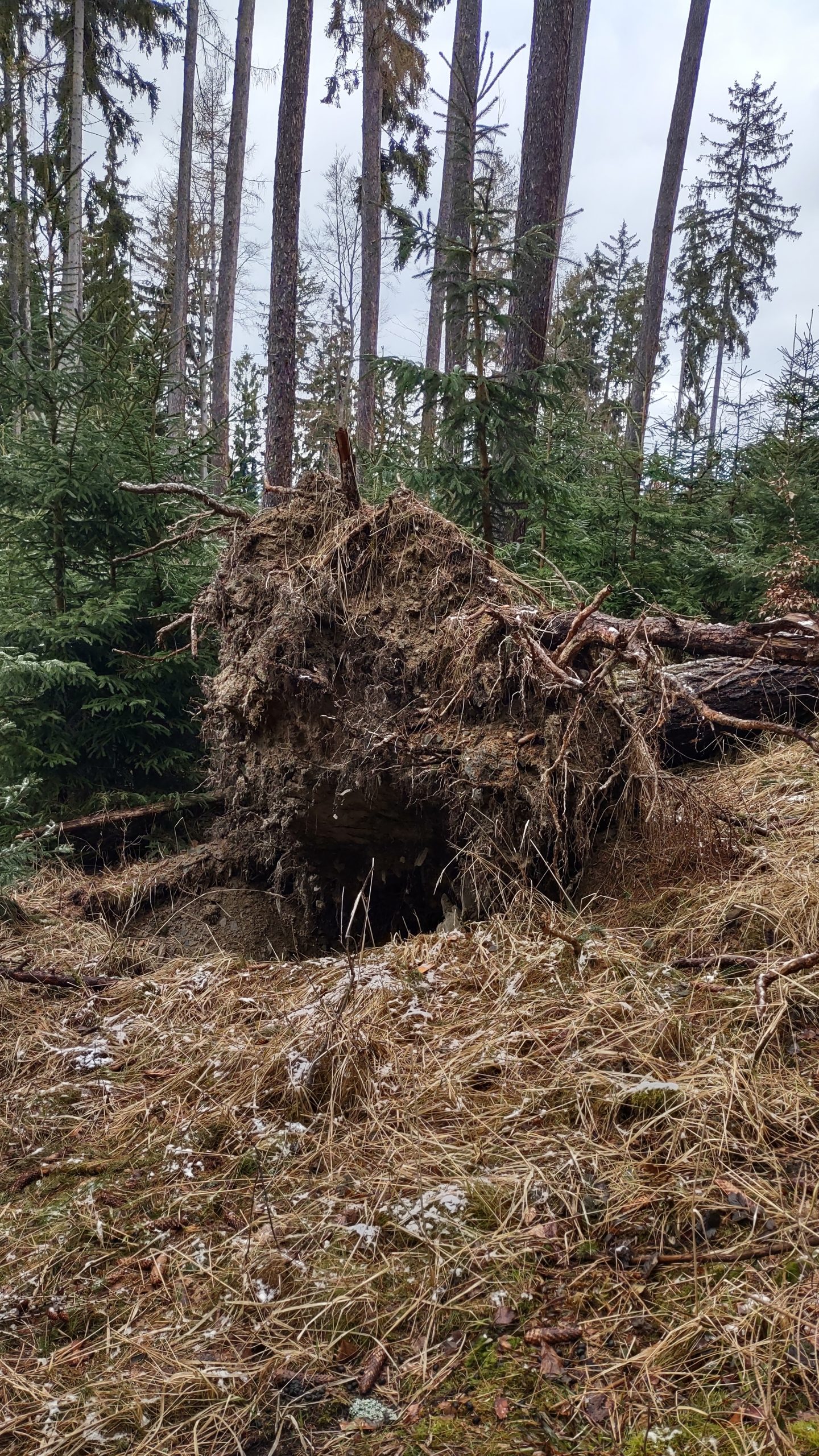 Rootstock