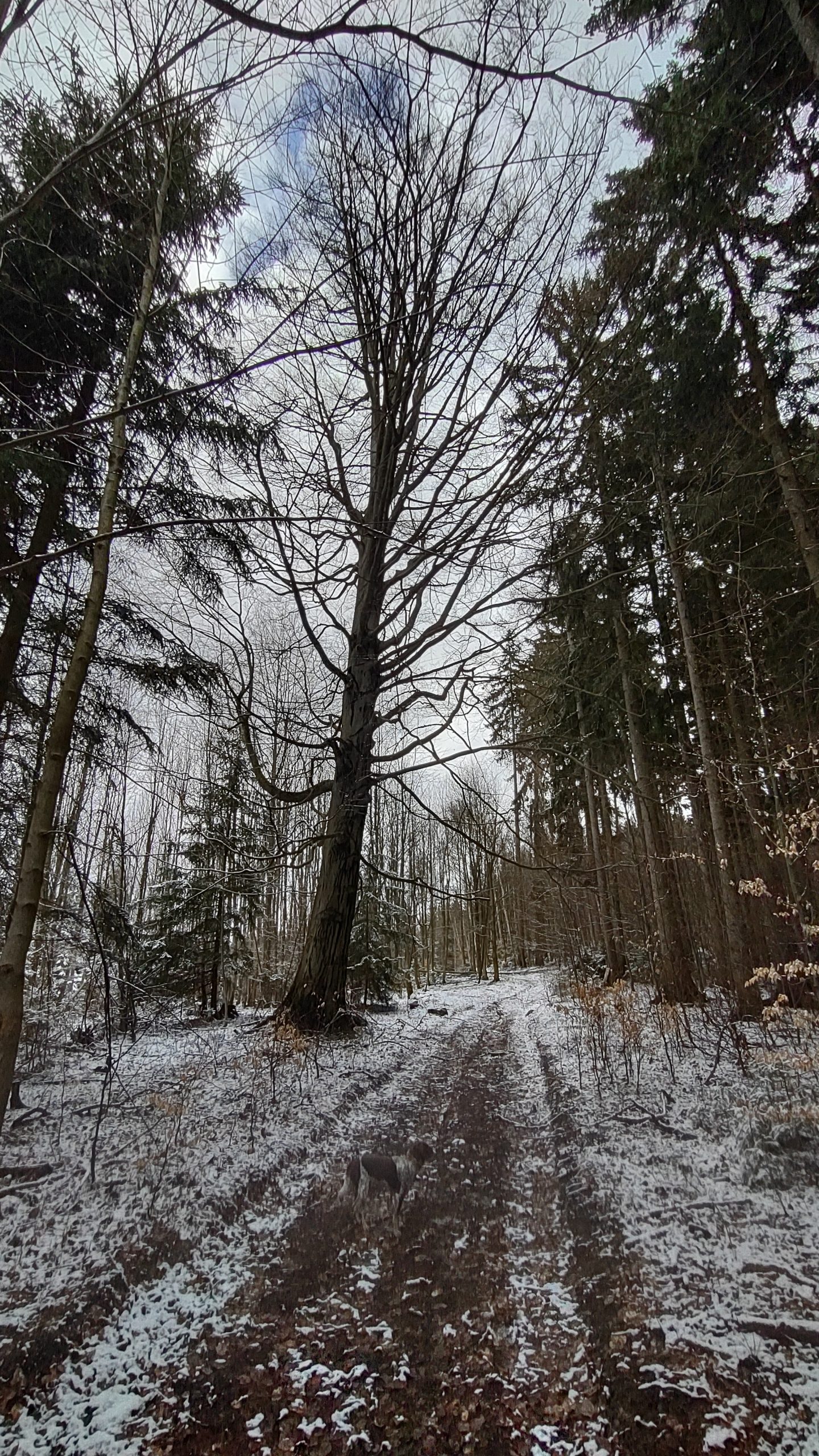Prominent large tree