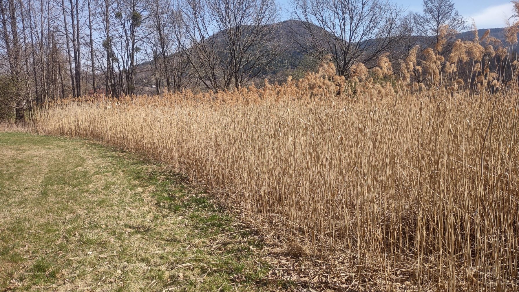 Reeds