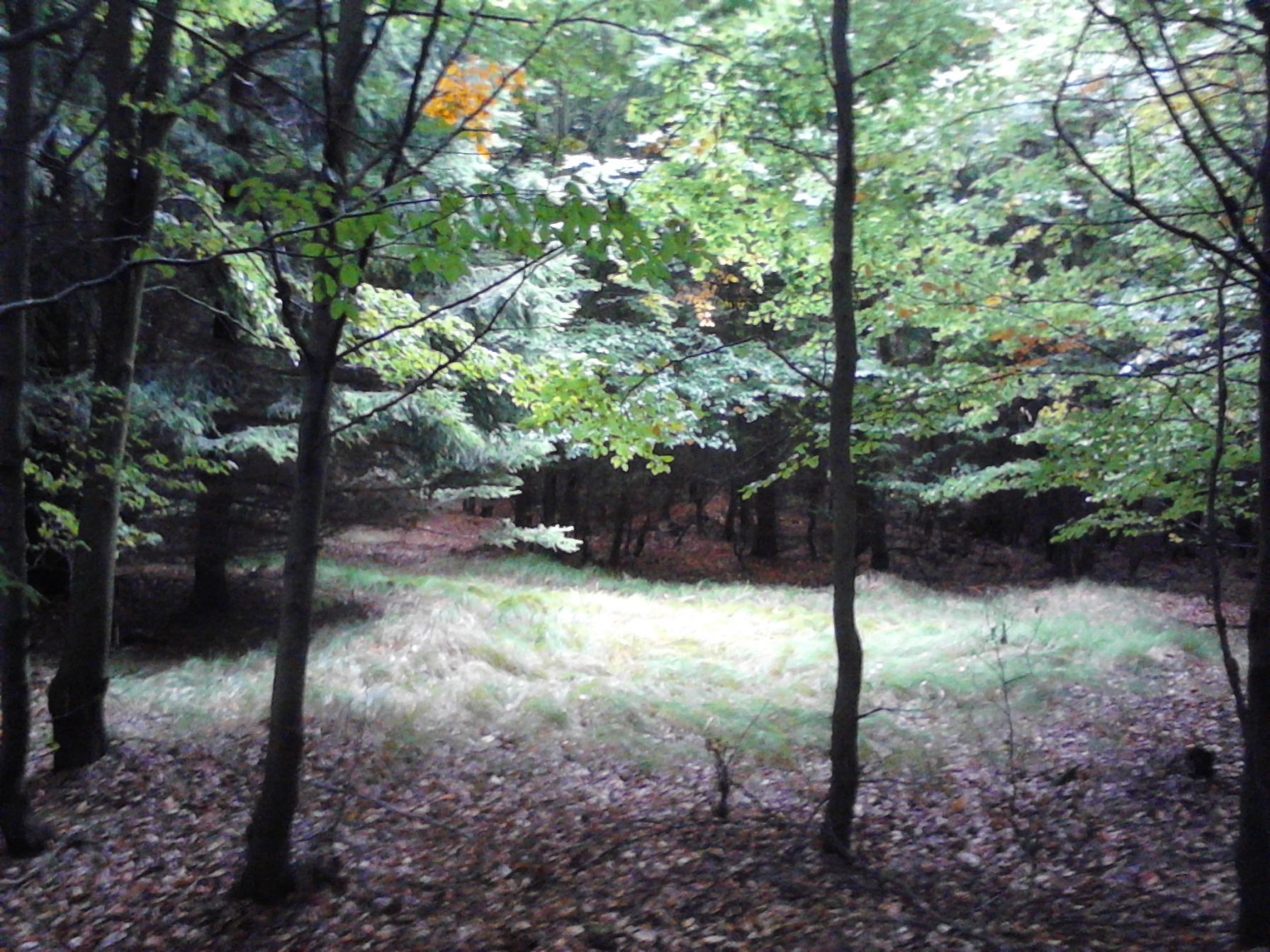 Rough open land