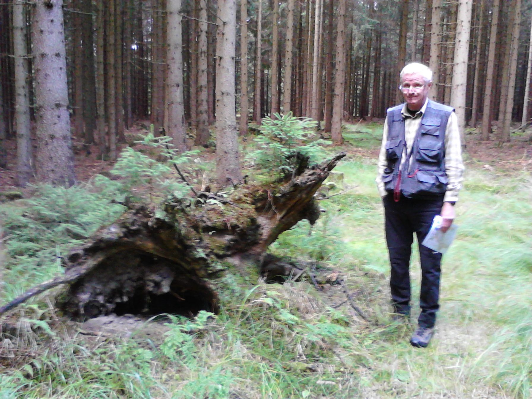 Prominent vegetation feature - rootstock