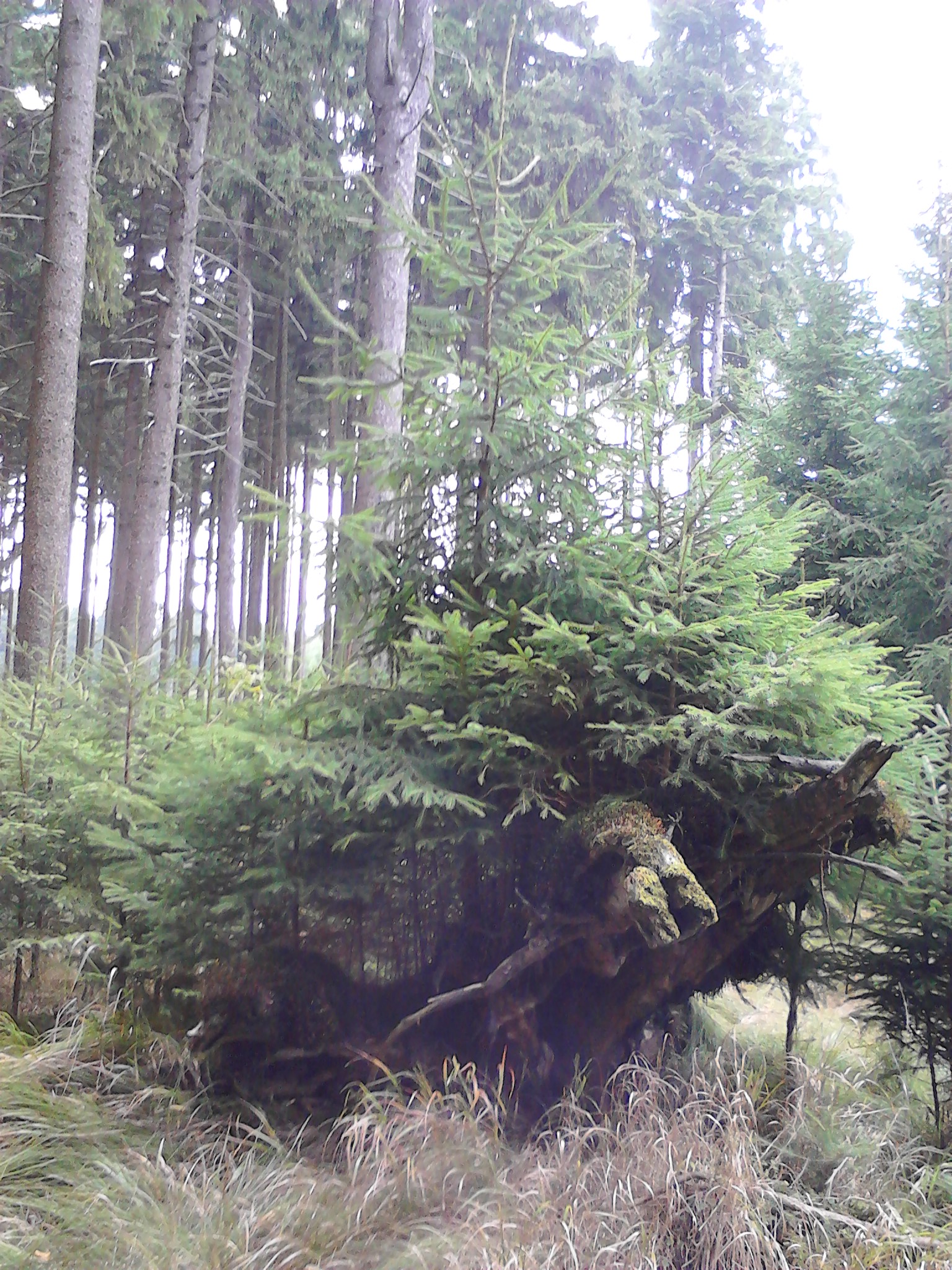 Old rootstock overgrown by young spruces