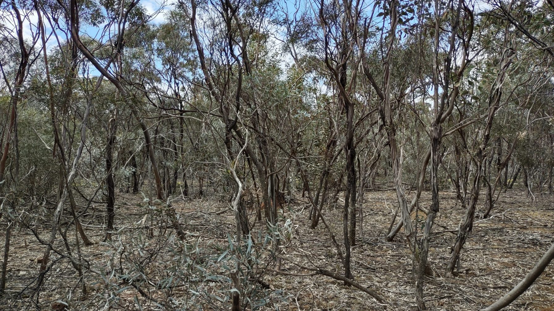 Vegetation: slow running
