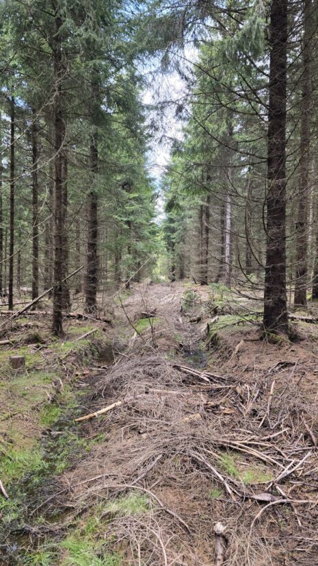 Narrow ride or linear trace through the terrain with reduced runnability