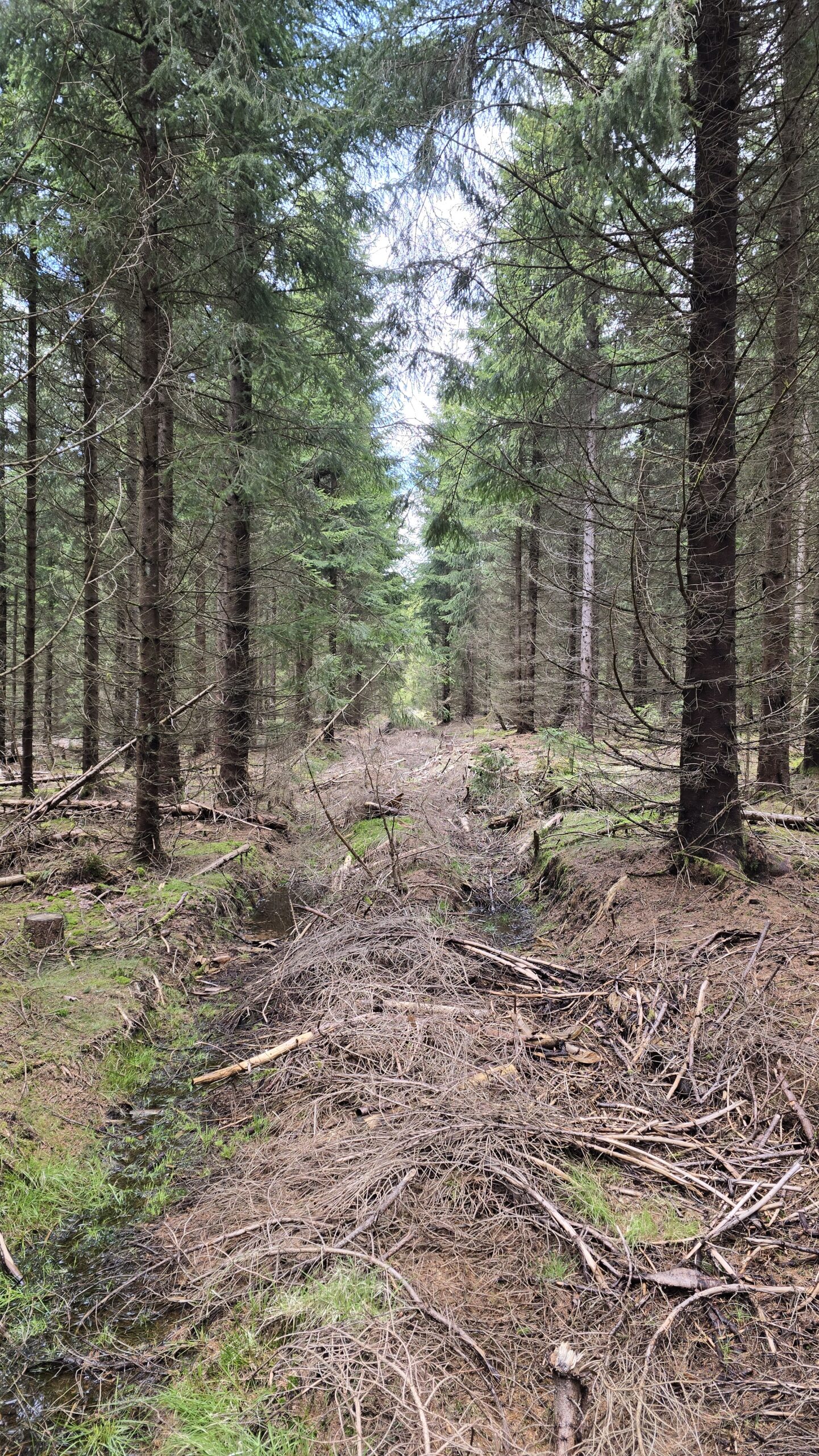 Narrow ride or linear trace through the terrain with reduced runnability
